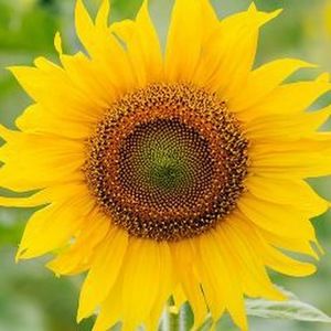 Meet your Posher, Jazzlynn